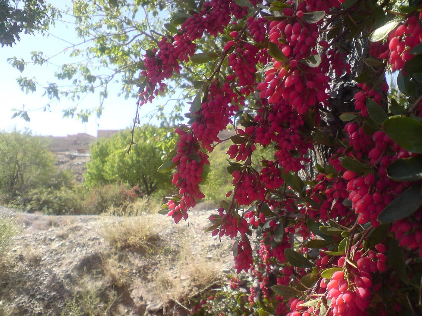شاخه زرشک