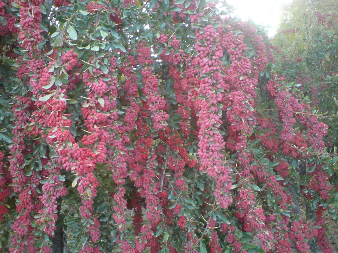 بوته زرشک پربار