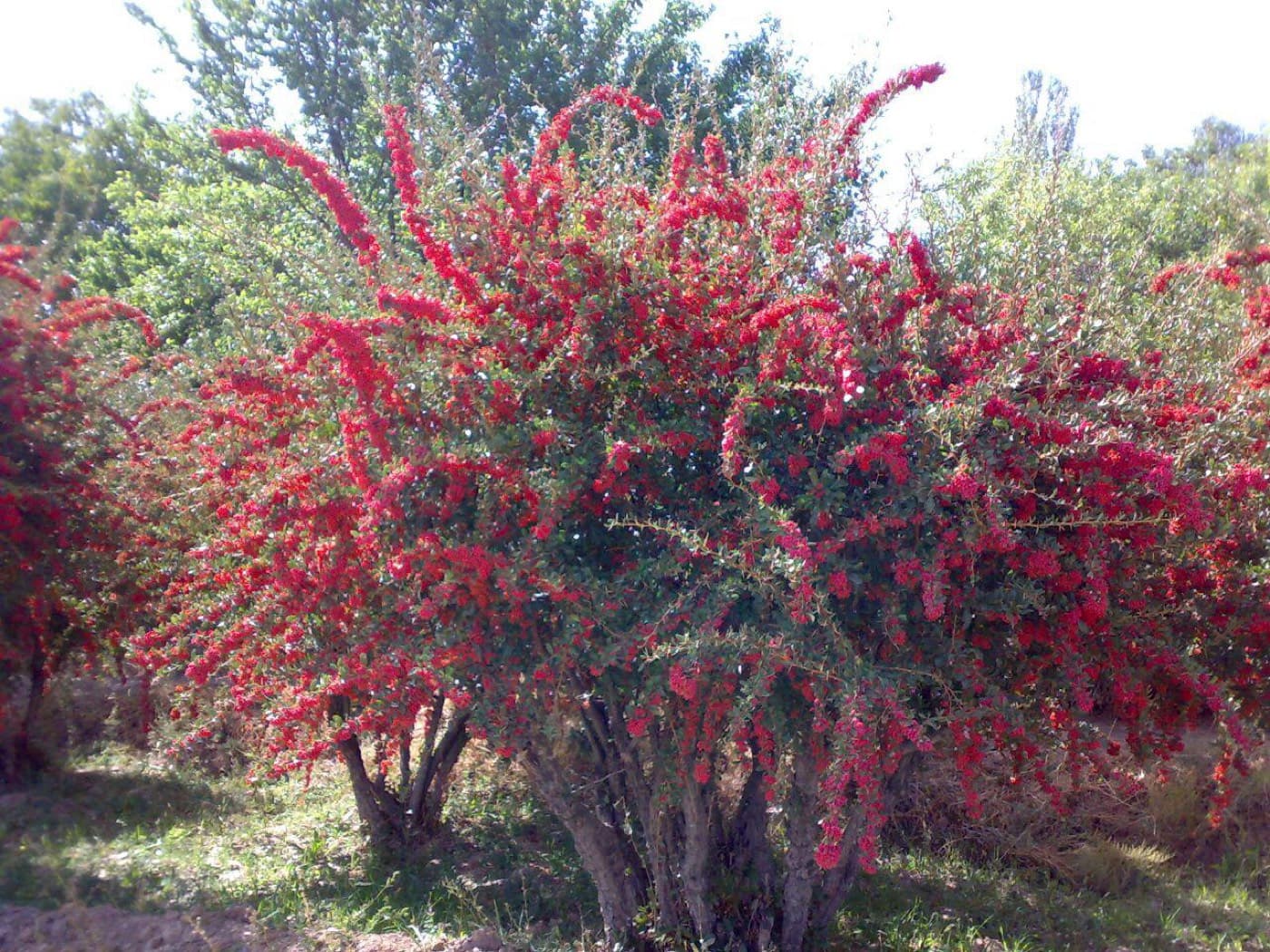 بوته زرشک